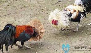 Check spelling or type a new query. Teknik Dan Cara Budidaya Ayam Birma Yang Benar Trikmerawat Com