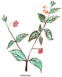 Image result for Solanaceae