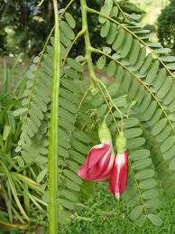 Image result for Craibia grandiflora