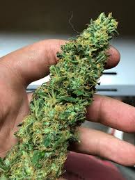 We did not find results for: What S Everybody Yielding Out Of A 4x4 Tent Under Led And How Many Plants Cannabiscultivation