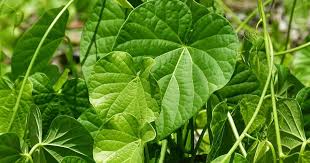 Image result for Tinospora orophila