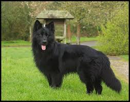 Long Haired Black German Shepherd Google Search Black German Shepherd Purebred German Shepherd Puppies Long Haired German Shepherd