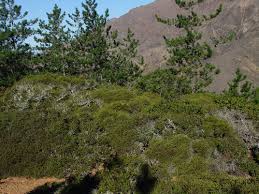It was declared a pueblo (village) on 21 november 1931 by the act of ley nº 8.796. Chamizo Adenostoma Fasciculatum Naturalista Co