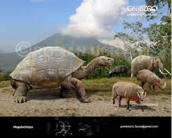 Image result for Megalochlamys