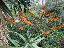 Image result for Aptosimum marlothii