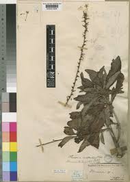 Image result for Otomeria