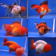 The Goldfish Of Today Originates From Wild Asian Carps And All The Different Goldfish Variations Are Considered To B Goldfish Breeding Goldfish Types Pet Fish