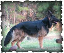 The coat colors are generally black, black and tan, red and black, sable and grey. 5 White German Shepherd Puppies Baby In 2020 Black German Shepherd Black German Shepherd Dog Black German Shepherd Puppies