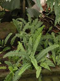 Image result for ledviník