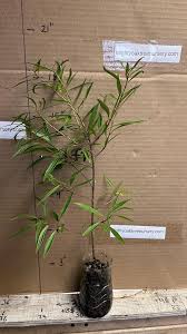 Image result for Ficus salicifolia