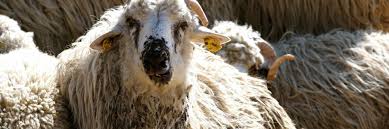 5 july 2021 national statistics historical statistics notices on the number of cattle, sheep and pigs slaughtered in the uk, 2021 10 Facts About Sheep Farm Animals Topics Campaigns Topics Four Paws International