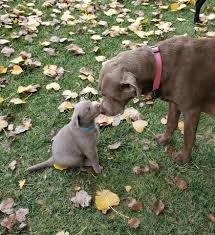 In this article, we will look at these beautiful labrador puppies and the differences with yellow labradors and white labradors and help you decide whether they are right for you. Thumb Silver Labrador Retriever S Home Facebook