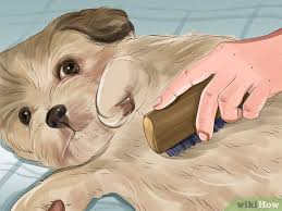 If you have allergies, the decision is even harder. 5 Ways To Groom A Lhasa Apso And Maltese Mix Wikihow Pet