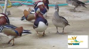Mandarin ducks are typically available for sale throughout our shipping season. Mandarin Duck Mandarin Duck Pair Mandarin Duck Youtube