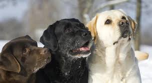 Labrador Retriever Ozellikleri Ve Bakimi Pet Doktoru Petinizin Sagligi Icin Hersey Labrador Retriever English Labrador Labrador Retriever Dog