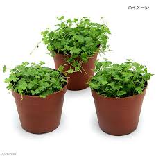 オーストラリアン ノチドメ 水上葉 鉢植え 無農薬 1鉢 チャーム
