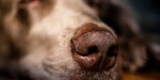 Como Limpiar Y Descongestionar La Nariz De Mi Perro Redcanina Es