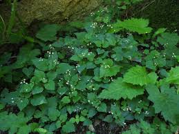 Image result for Onagraceae