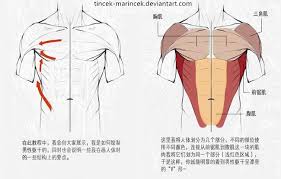 Maybe you would like to learn more about one of these? Experience How To Draw Anime To Draw A Male Torso Programmer Sought