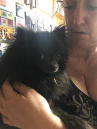 Lost Dog Found in Bastrop County, Texas