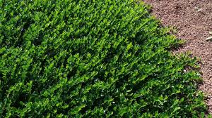 Image result for Polycarpaea prostratum