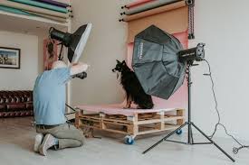 Master pet photographers are indicated below by the pegasus beside their name. Get A Behind The Scenes Look At A Mutley S Snaps Studio Pet Photography Session Showi Pet Photography Studio Pet Portraits Photography Pet Photography Business