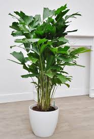 Fischschwanzpalme Fischschwanzpalme Zimmerpflanze Palme Exotische Pflanzen