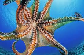 Image result for Octolepis