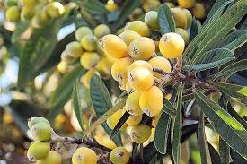 The tropical fruit identification fruits do have an important role for the health of our bodies. How To Grow Loquat Eriobotrya Japonica Gardener S Path