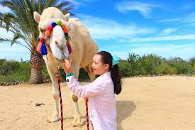 A camel and mexican outback adventure is the perfect way to soak up the atmosphere. Spacetraveller Activity Outback Camel Ride