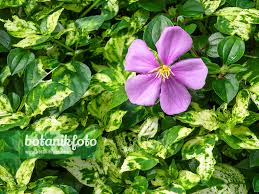 Image result for Dissotis