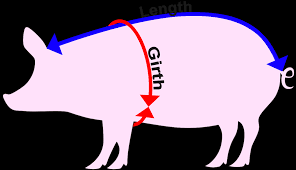 Online Pig Weight Calculator Phin Hall