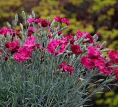 Image result for Dianthus