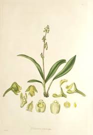 Image result for Polystachya galeata