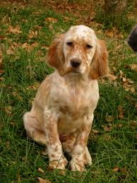 Wisconsin, also known as the badger state or america's dairyland, has a decent percentage for those of you traveling with a pet in tow, wisconsin will not provide many obstacles for your travels. English Setters For Sale Petfinder