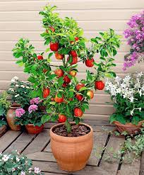 Hybrid Dwarf Fruit Plants Now In Awan Garden Center Facebook