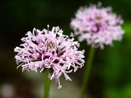 Image result for Flabellaria paniculata