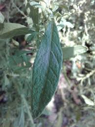 Image result for Dysphania procera