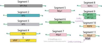 There are two vaccines for rotavirus. Rotavirus Viralzone