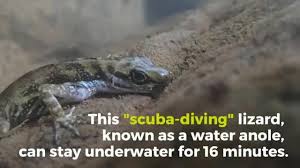 By mid or late february, something is stirring in the garden pond. Scuba Diving Lizard Can Stay Underwater For 16 Minutes Eurekalert Science News