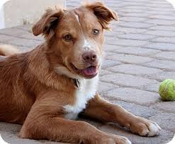 Maybe you would like to learn more about one of these? Scottsdale Az Australian Shepherd Meet Xena A Pet For Adoption