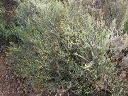 Image result for Pentzia incana