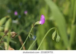 Image result for Lathyrus hirsutus