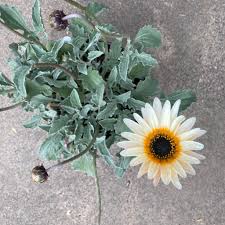 Image result for Arctotis