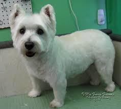 Black And White Terrier Mix Short Hair Pin On My Work