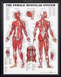 Almost every muscle constitutes one part of a pair of identical bilateral. The Female Muscular System Chart 20x26 Muscular System Muscle Diagram Human Anatomy Chart