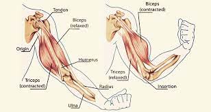 Bicep tendonitis arm muscle anatomy muscle anatomy arm muscles muscle diagram nerve anatomy biceps anatomy anatomy images. 6 Bodyweight Arm Exercises You Can Do Without Weights