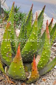 How to build a zero tick (0 tick) cactus farm → how to make the fastest cactus farm in minecraft, simple tutorial this cactus. Aloe Aculeata Ngopanie Aloe Buy Seeds At Rarepalmseeds Com