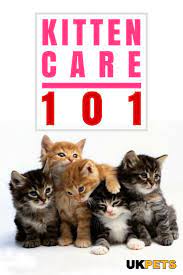 How To Look After A Kitten When You Work Kitten Care Cat Care Kitten Health