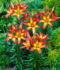 Lilie Barcelona 1a Blumenzwiebeln Kaufen Baldur Garten Lilien Blumenzwiebeln Schnittblumen